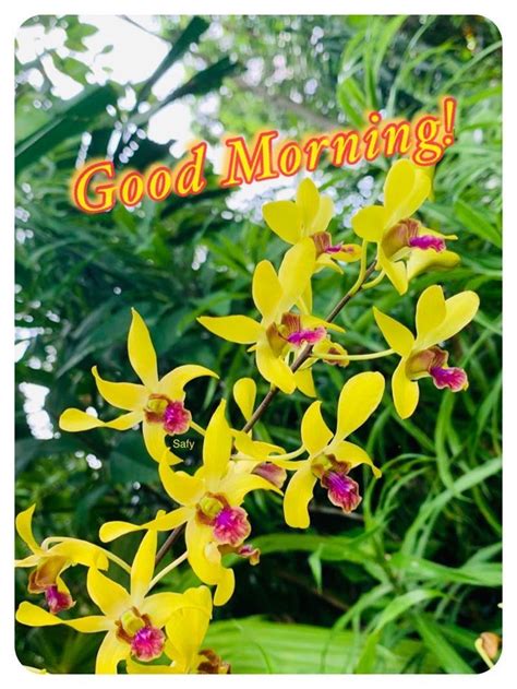 good morning orchid|Good Morning Flowers with Messages Free Download